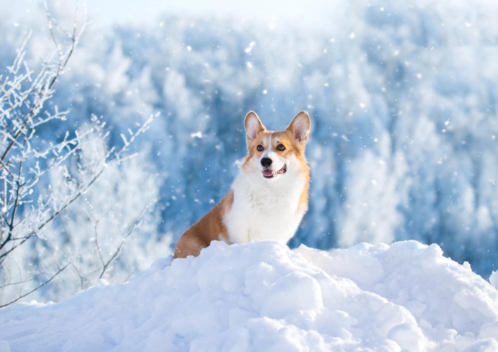 5 astuces pour choisir un bon manteau pour chien - Doggie Wear Style