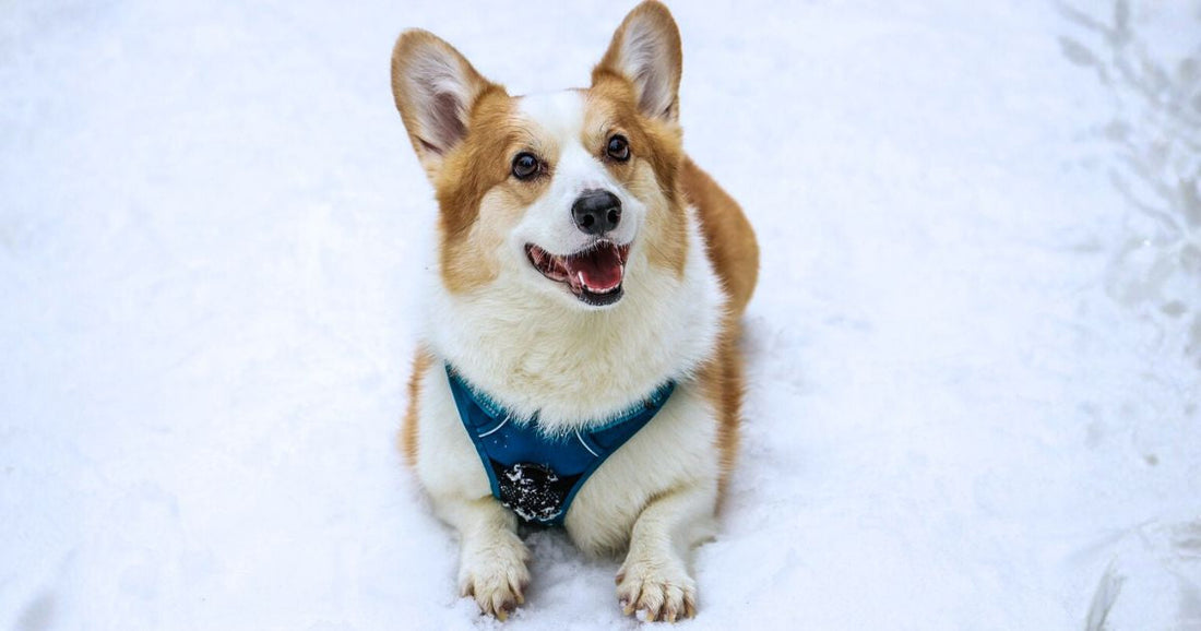 Chien dans la neige. Voyez comment choisir le bon manteau pour votre chien