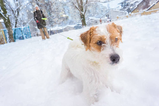 Les promenades hivernales avec votre chien peuvent devenir plus faciles - Découvrez les nouveaux manteaux innovants de Doggie Wear Style ! - Doggie Wear Style