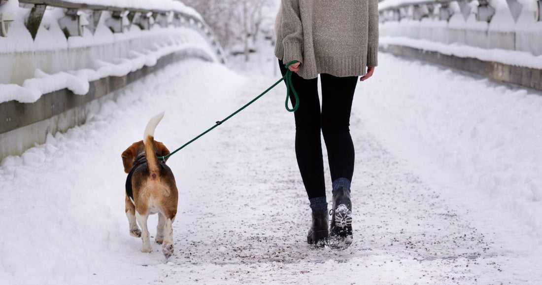 chien qui marche dans la neige. Protégez les pattes de votre chien grâce aux bottes attachables Doggie Wear Style