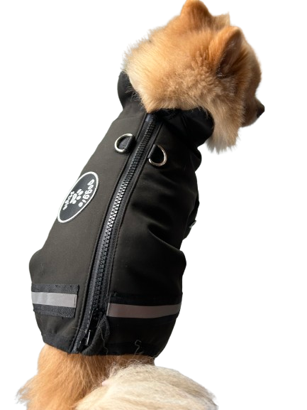 Black dog coat seen from above with harness rings, worn by a Pomeranian
